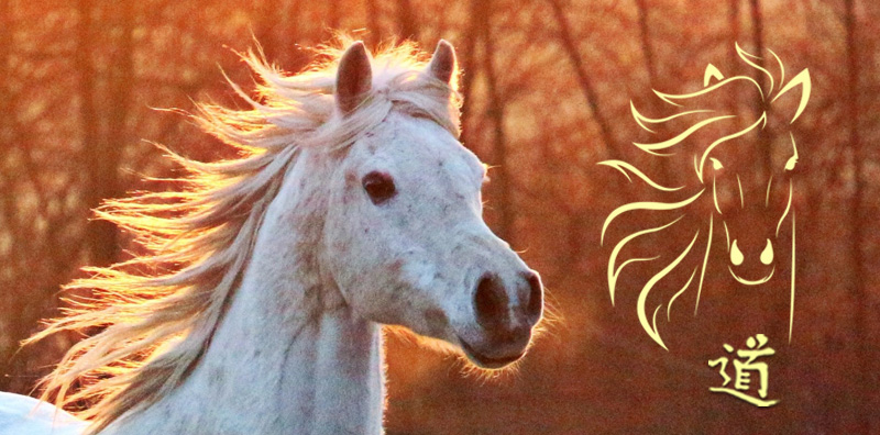 auf in das Jahr des Feuerpferds